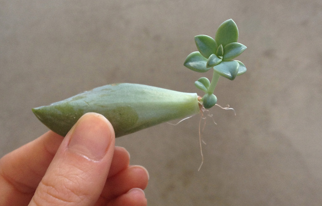 Propagating Succulents
