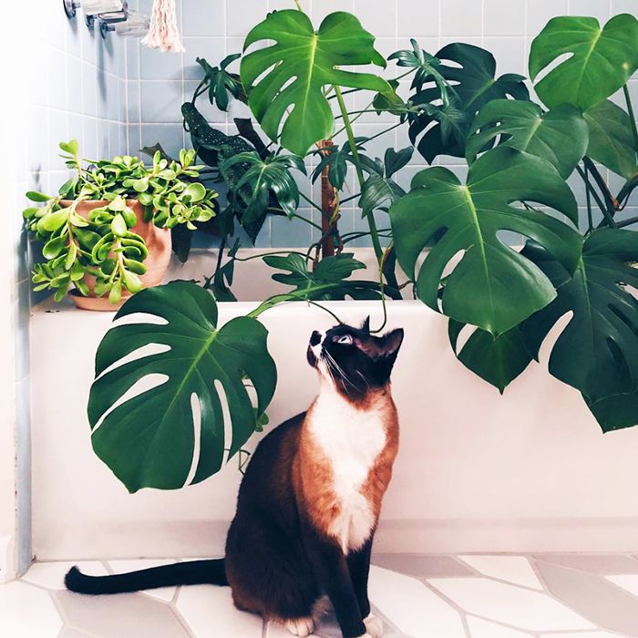 Pet Safe Plants