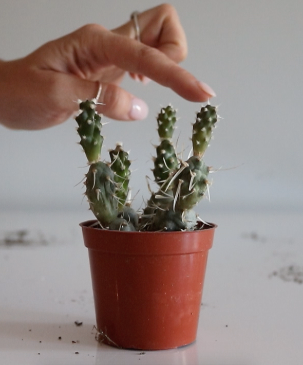 Cacti Propagation