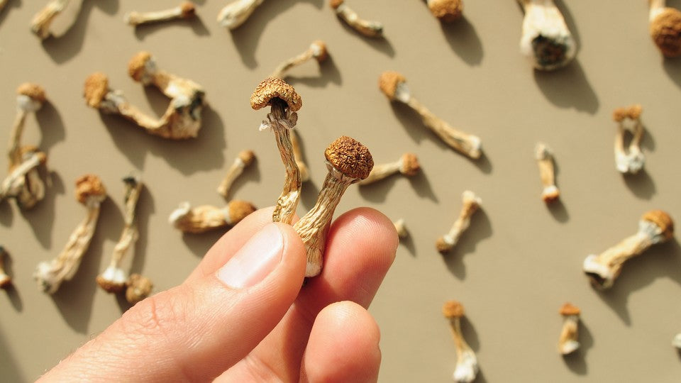 Unlocking the Power of Psychedelic Microdosing: A Path to Wellness