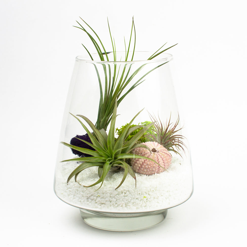Air Plant Terrarium Care  The Urban Botanist Inc