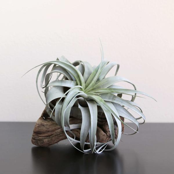 Air Plant Care