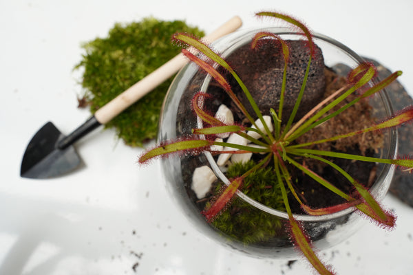 Carnivorous Plant Terrarium