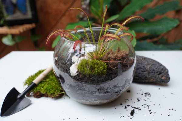 Carnivorous Plant Terrarium