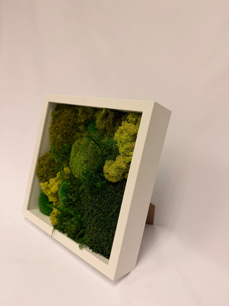 Moss Frame DIY Kit