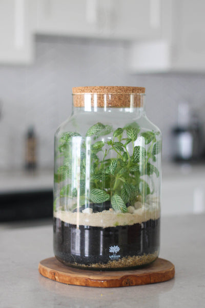 DIY Sealed Terrarium - Master Kit