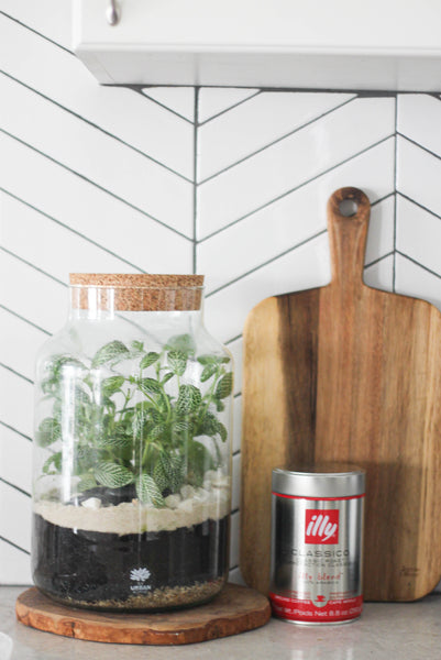DIY Sealed Terrarium - Master Kit