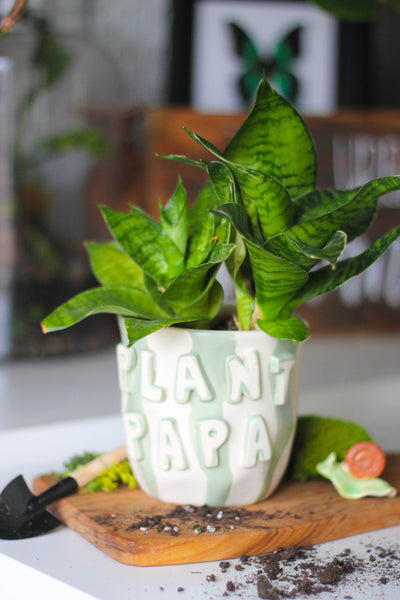 Plant Papa Pot + Plant Package