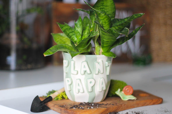 Plant Papa Pot + Plant Package