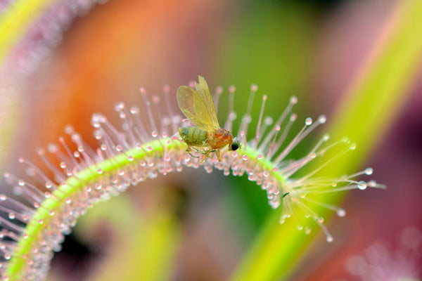 Carnivorous Plant Terrarium