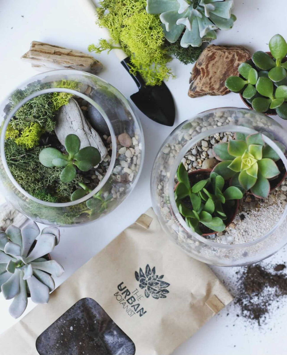 ByTheLeaf DIY Terrarium Kit with Live Plants and Moss