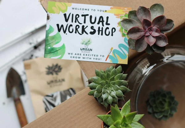 DIY Terrarium - Master Kit