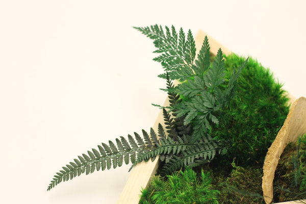 Triangle Moss Frame DIY Kit