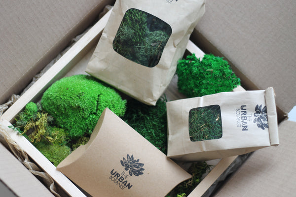 Moss Frame DIY Kit