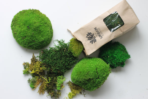 Triangle Moss Frame DIY Kit