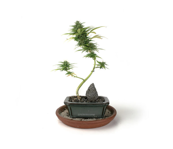 Cannabonsai Grow Kit