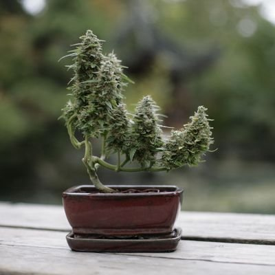 Cannabonsai Grow Kit