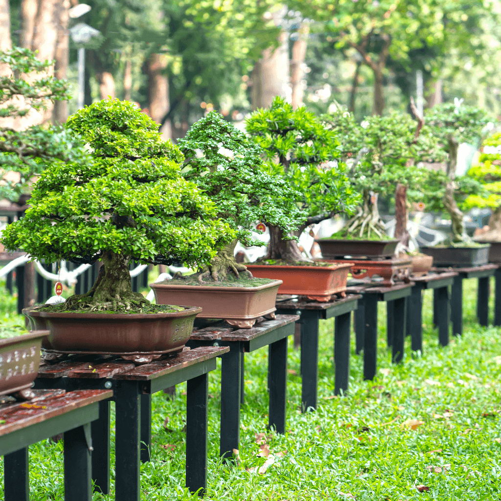 Bonsai Trees for Beginners: The Bonsai Empire and Bonsai Tree Care