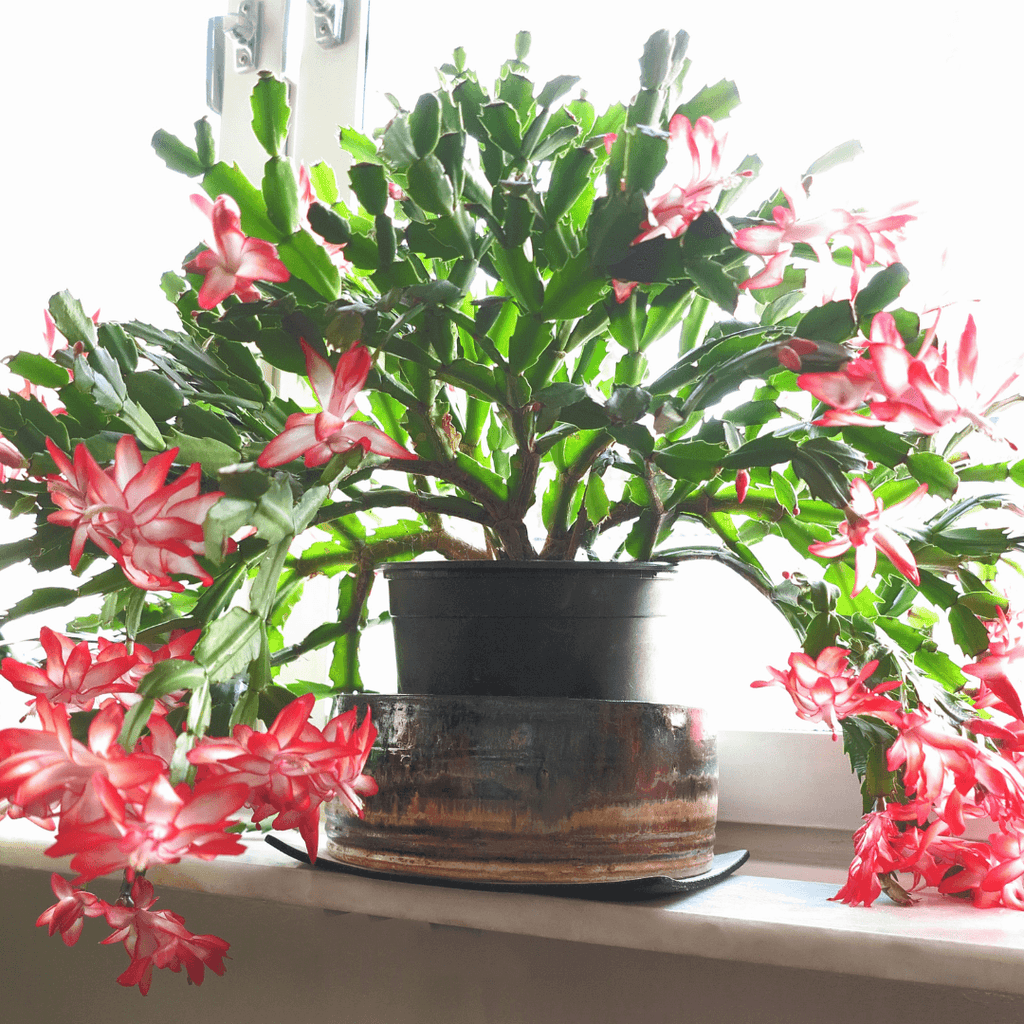 Essential Christmas Cactus Care: Tips for Thriving Blooms Year-Round