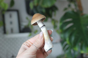Microdosing Psilocybin: Dosing Guide & Unleashing the Potential of Magic Mushrooms