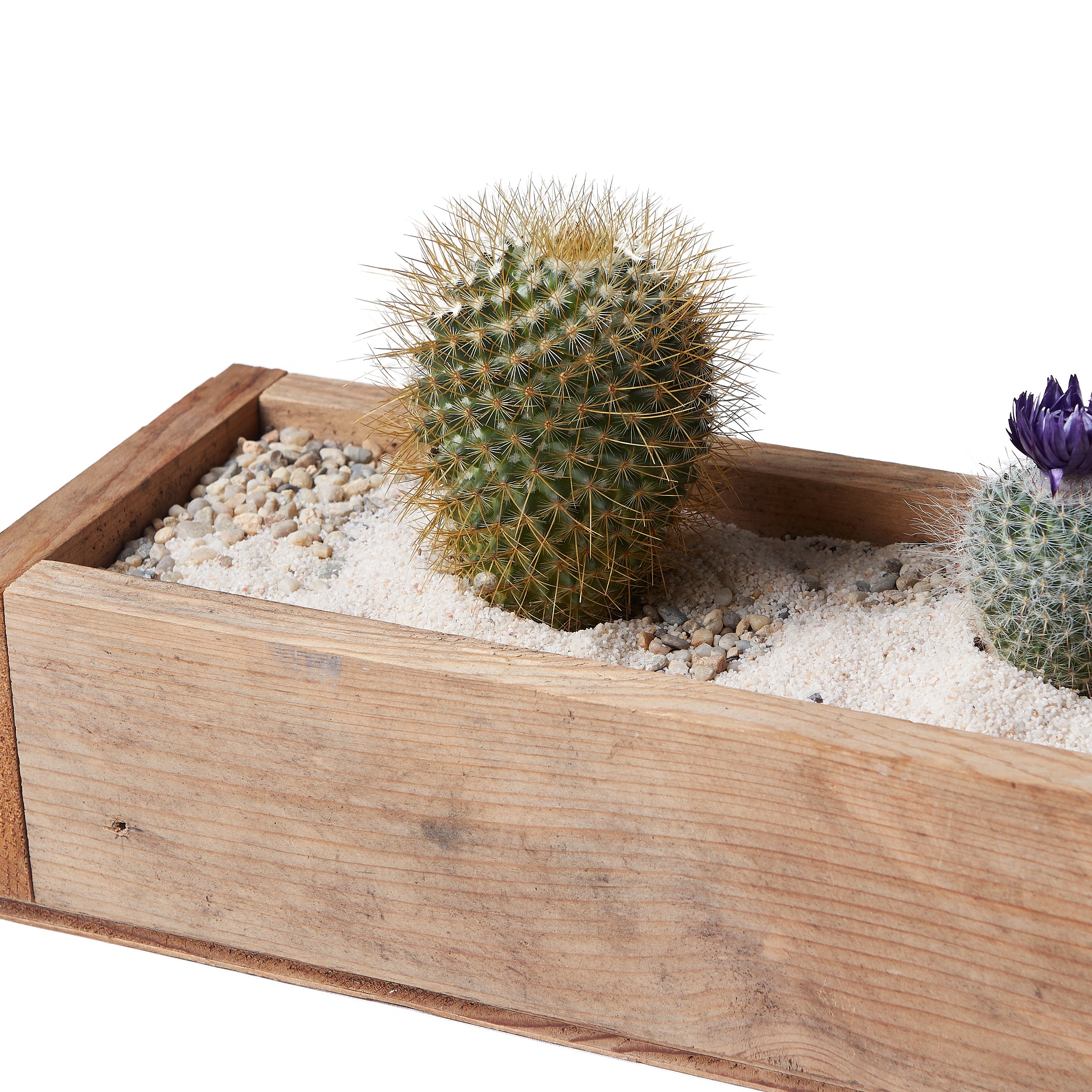 Cactus Plant Care