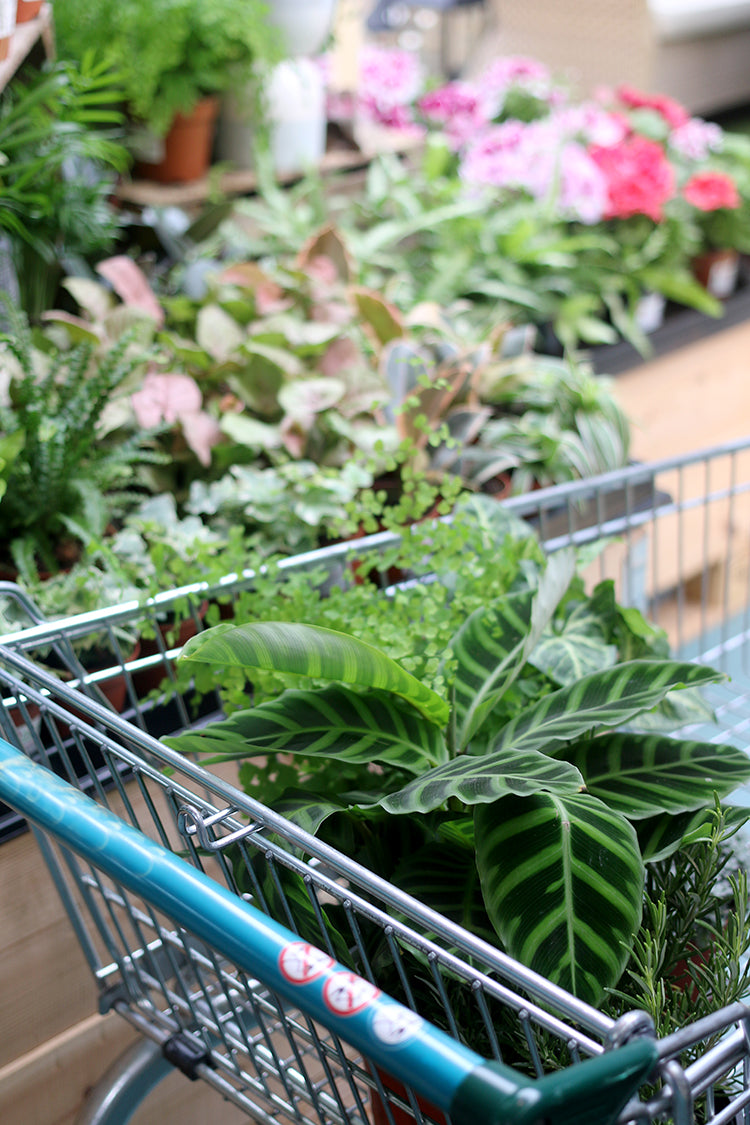 How to Shop for Plants!