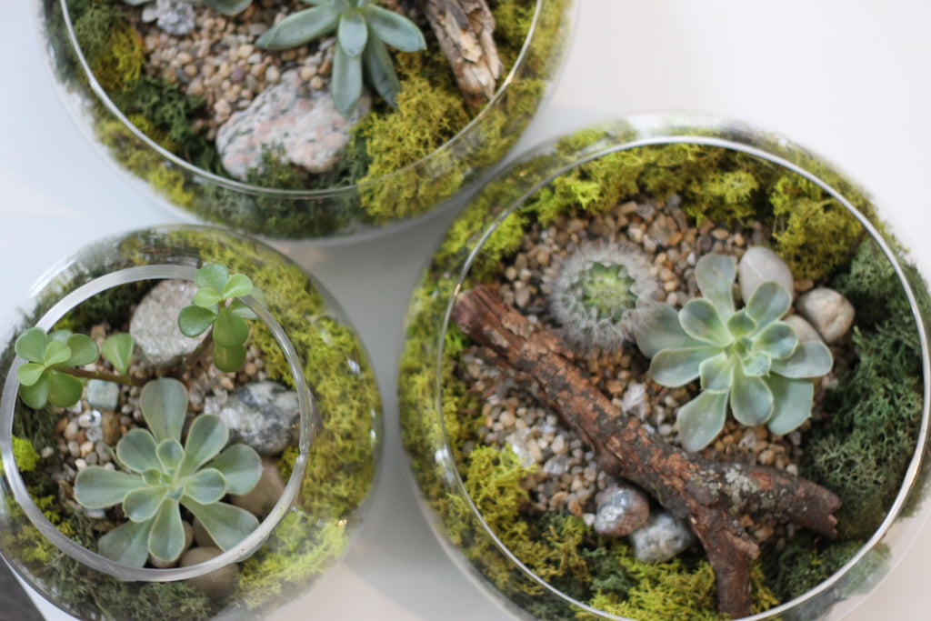 Terrarium Instructions and Maintenance