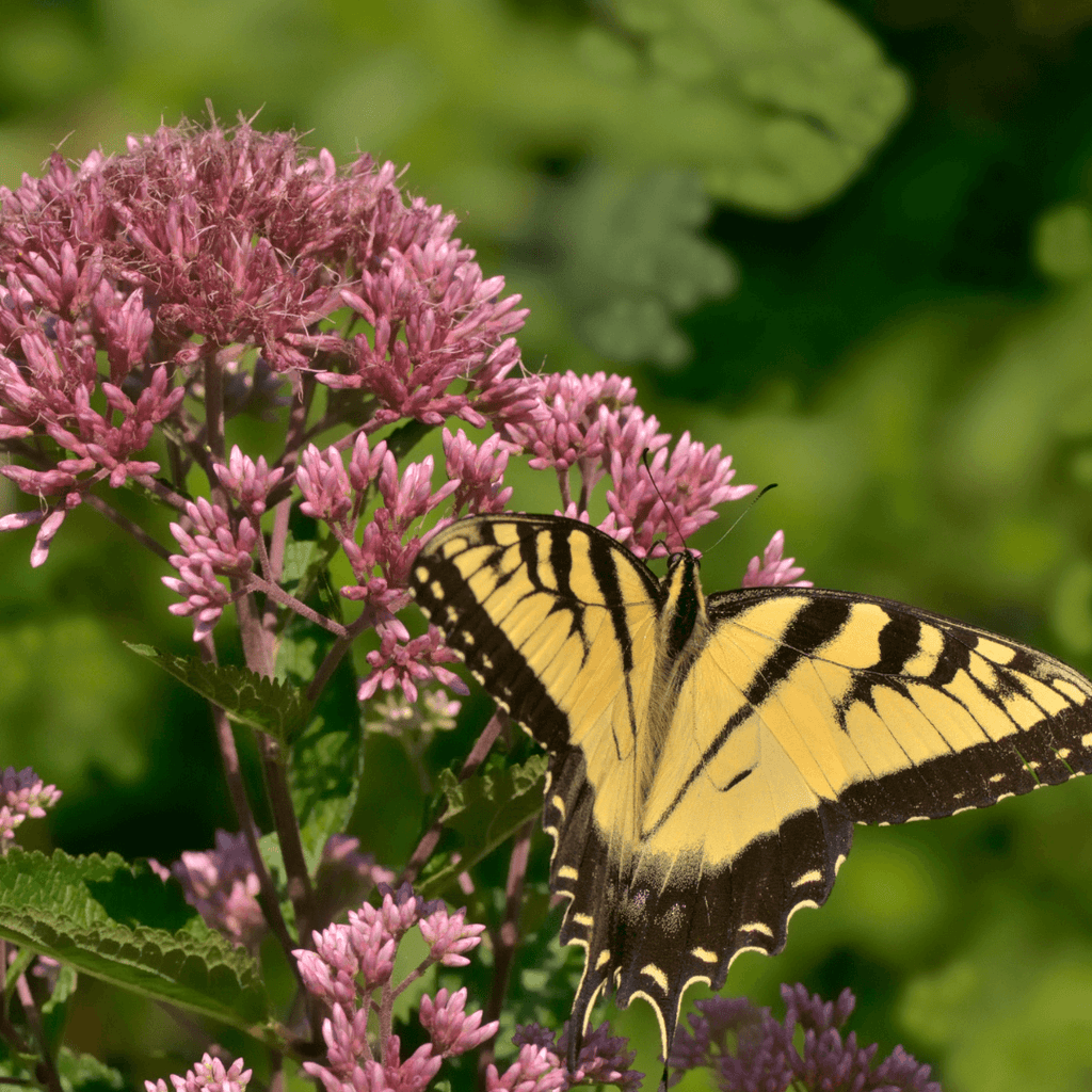 Attract Pollinators: Planting for Bees and Butterflies in Your Garden