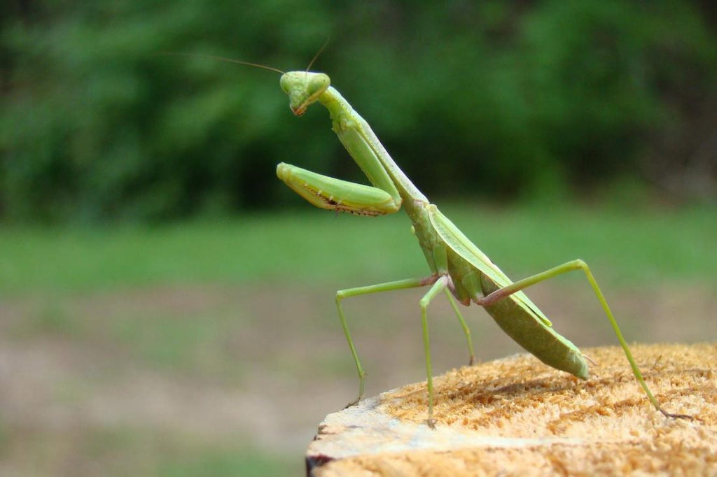 Nature's Best Pesticide: Fascinating Facts About Praying Mantises