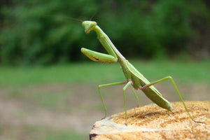 Nature's Best Pesticide: Fascinating Facts About Praying Mantises