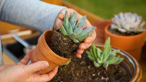 Ultimate Houseplant Guide: How to Repot A Plant Successfully Without Killing It