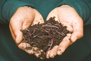 Worm Manure and It’s Amazing Benefits