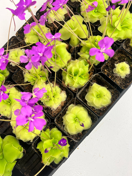 Butterwort (Pinguicula moranensis) 3.5"