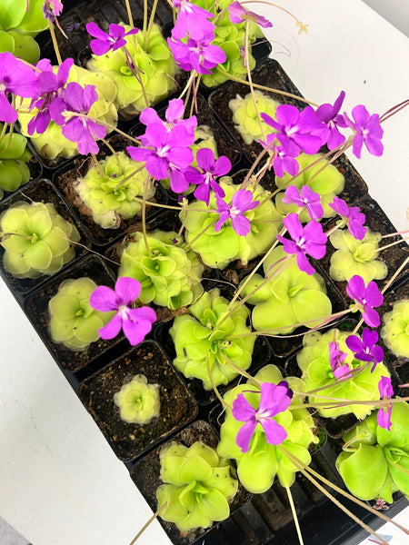 Butterwort (Pinguicula moranensis) 3.5"