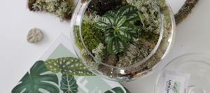 the urban botanist - terrarium workshops virtual workshops and vertical green walls canada ottawa ontario