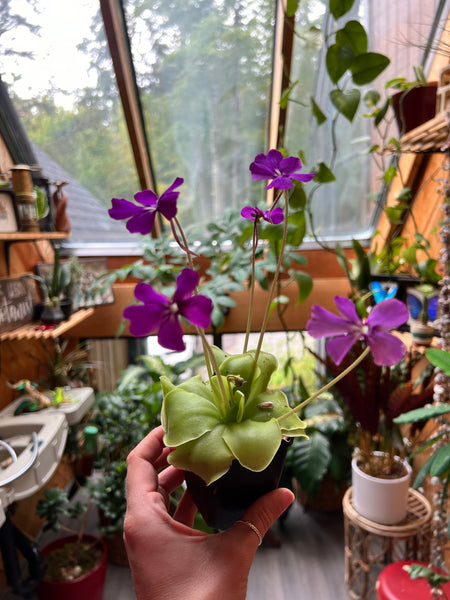 Butterwort (Pinguicula moranensis) 3.5"