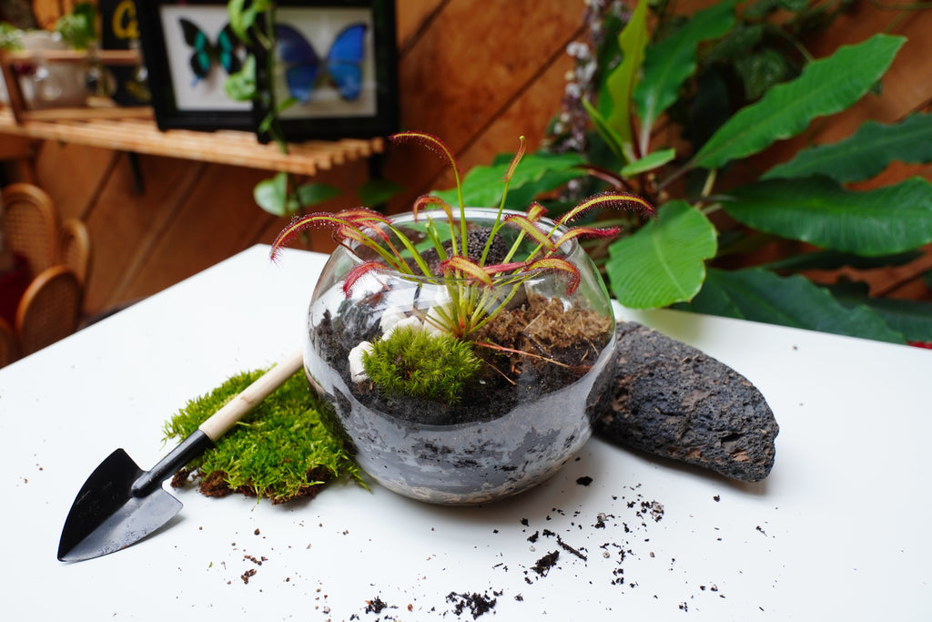 terrarium for pitcher plants Carnivorous Plant Terrarium – The Urban Botanist Inc
