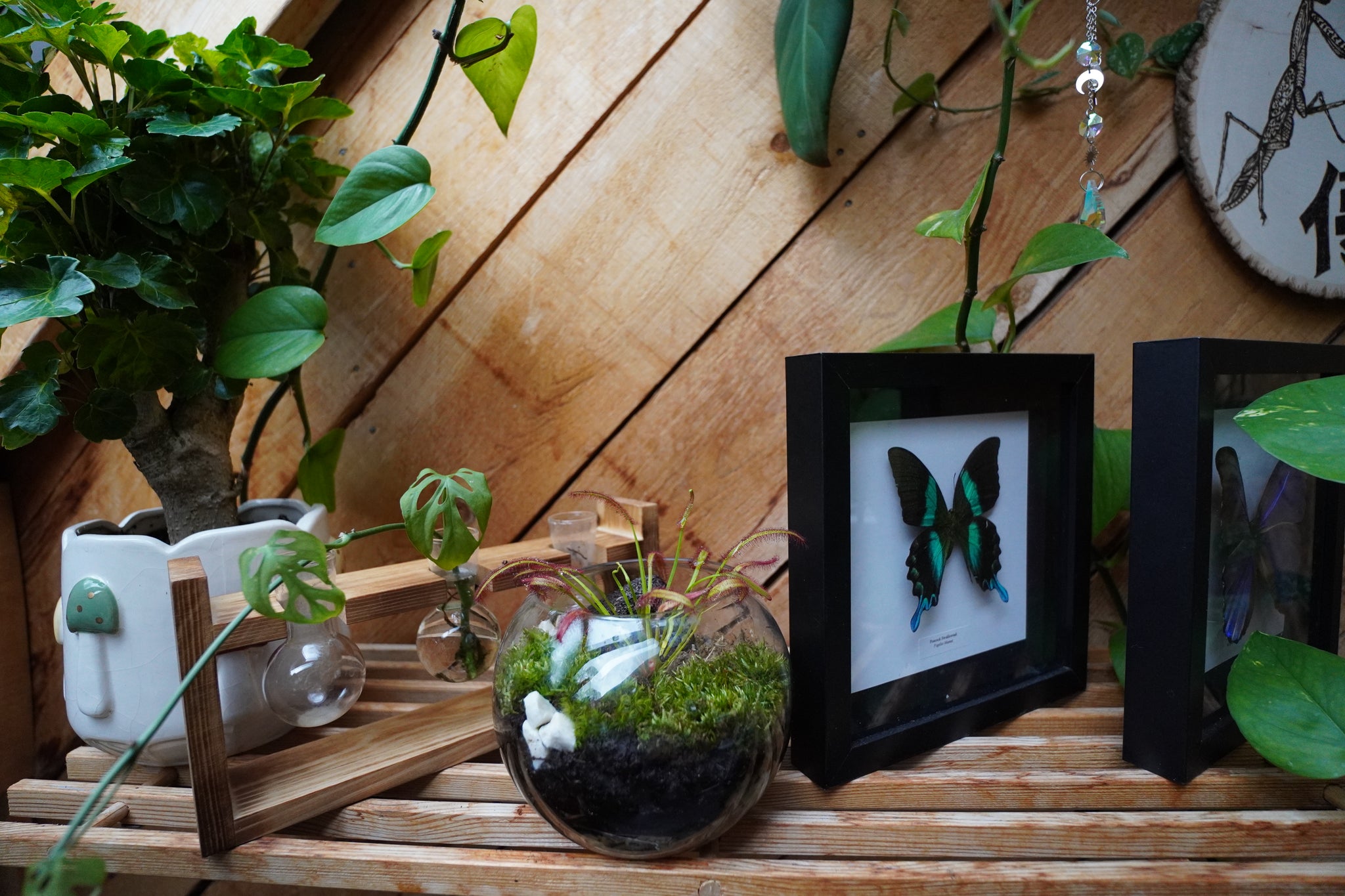 terrarium plants canada Carnivorous Plant Terrarium – The Urban Botanist Inc
