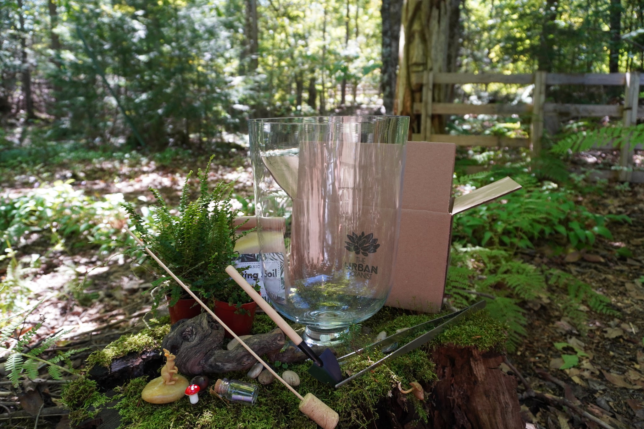 woodland terrarium plants Woodland Terrarium DIY Kit – The Urban Botanist Inc