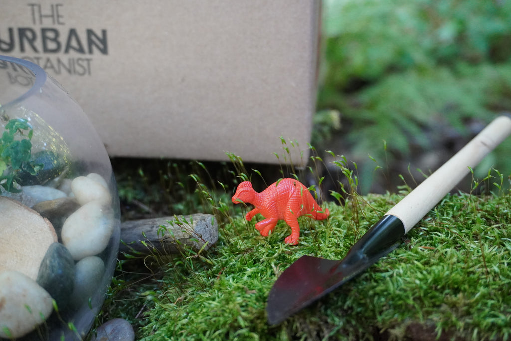 woodland terrarium plants Woodland Terrarium DIY Kit – The Urban Botanist Inc