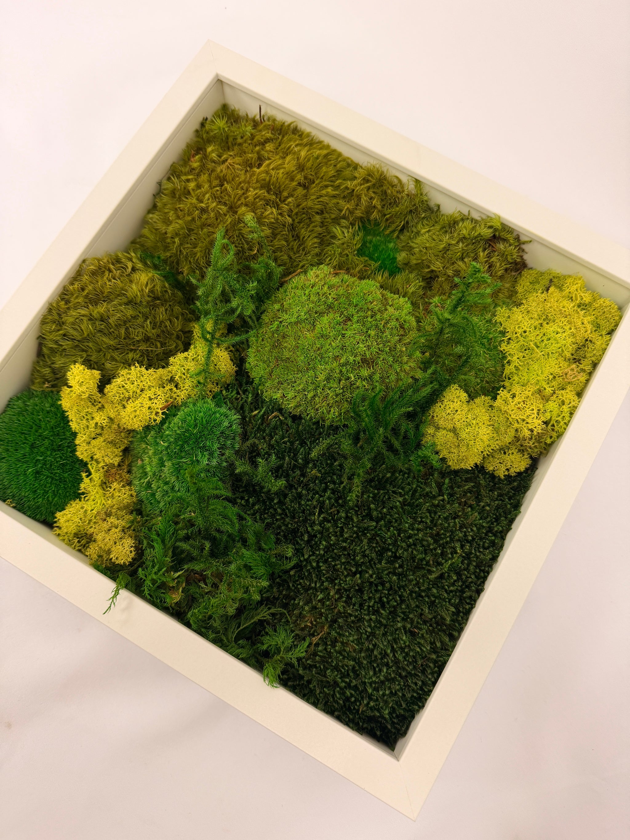 Moss Frame | Master DIY Kit | The Urban Botanist – The Urban