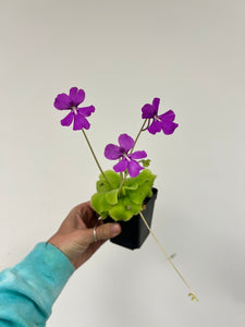 Butterwort (Pinguicula moranensis) 3.5"