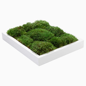 Moss Frame DIY Kit