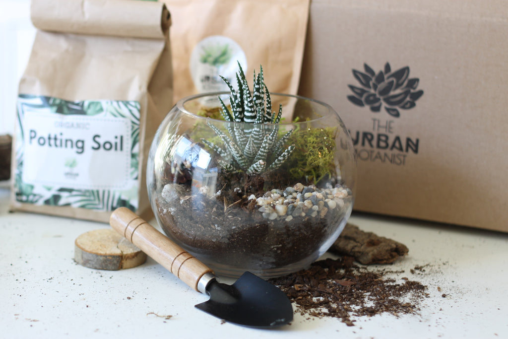DIY Terrarium - Master Kit – The Urban Botanist Inc