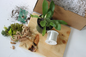 Mounted Staghorn Fern & Mounted Orchid DIY Workshop