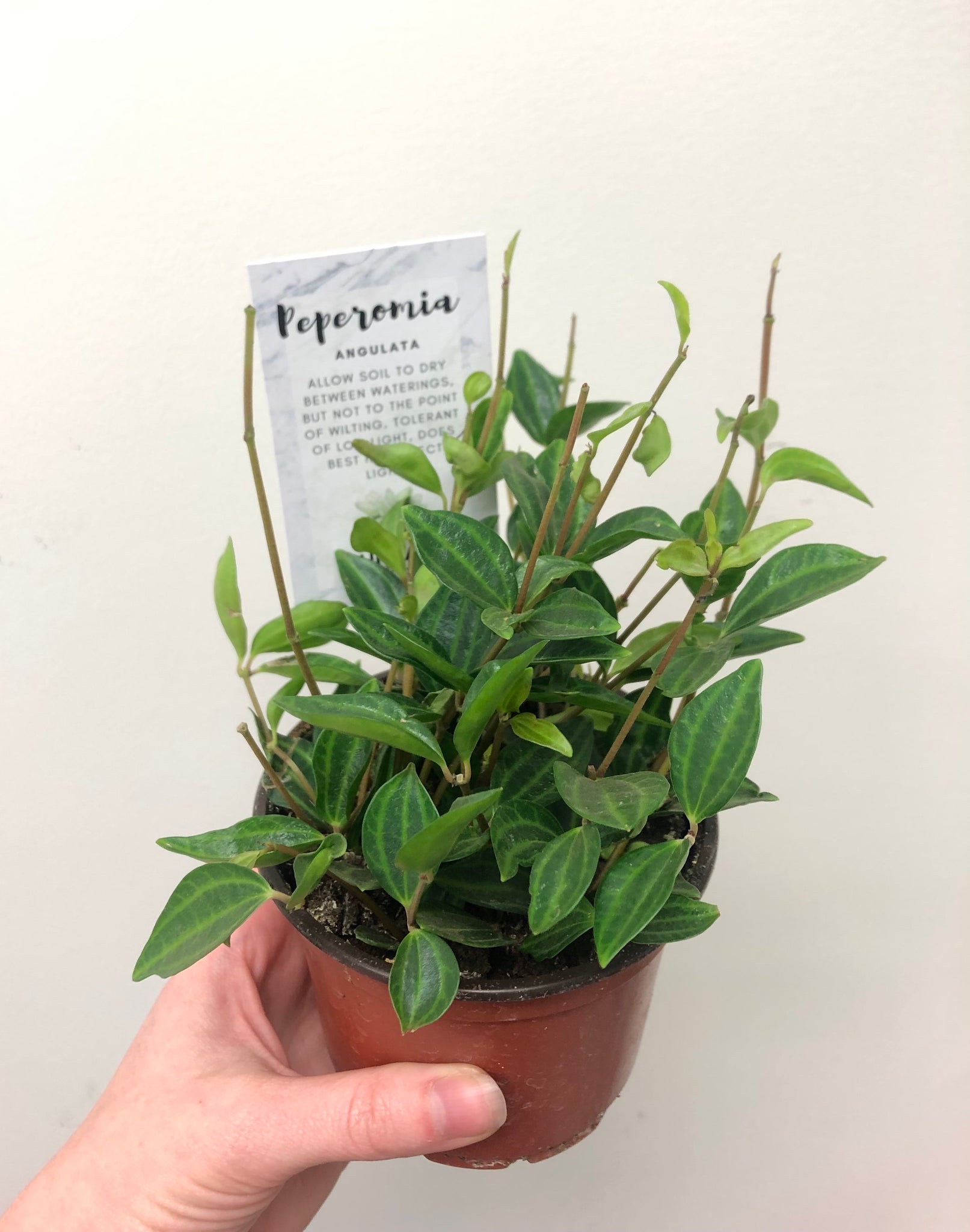 Peperomia angulata
