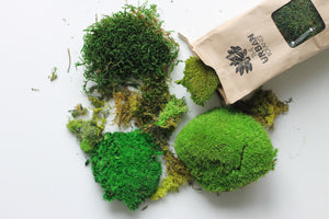 Moss Frame DIY Kit