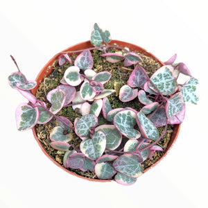 Variegated String of Hearts - 4"