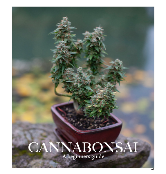 Cannabonsai Grow Kit